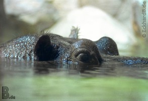Bild913